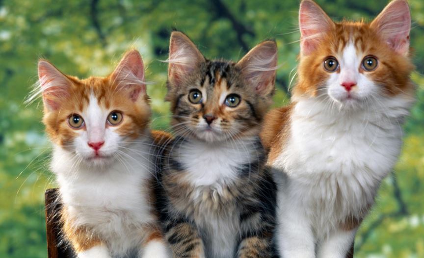 Nằm Mơ Thấy 3 Con Mèo Đánh Con Gì? Giải Mã Giấc Mơ Thấy 3 Con Mèo Đánh Số Mấy?